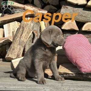 Casper, Silver Labrador Retriever Puppy